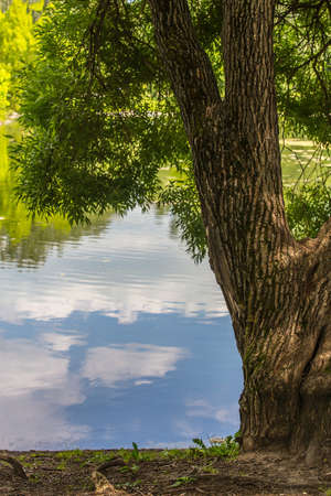 old tree with green leaves by the water summer day