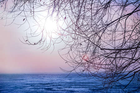 sunset through the tree branches over the winter ice surface of the lakeの写真素材