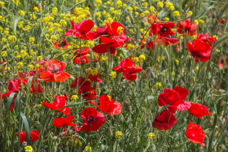 Beautiful red poppies in spring in the fieldの写真素材