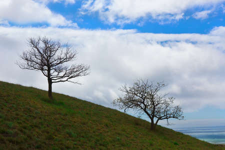 Two trees in spring on a hill near the sea on the background of a cloudy skyの写真素材