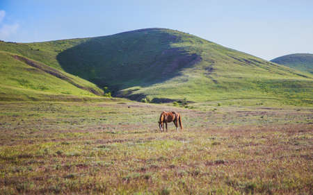 Horse on the meadow by the road against the backdrop of the mountainsの写真素材