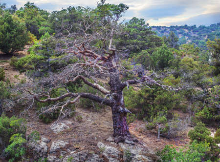 old big pine tree on the mountainside