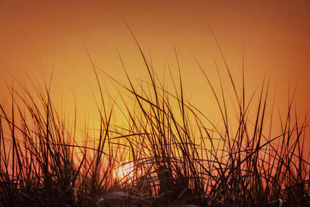 Summer sunset in the orange sky behind tall grass