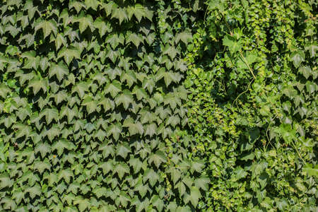 Green ivy covered wall close-up background