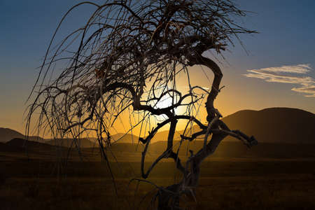 Withered tree in the evening against a sunset in the mountains