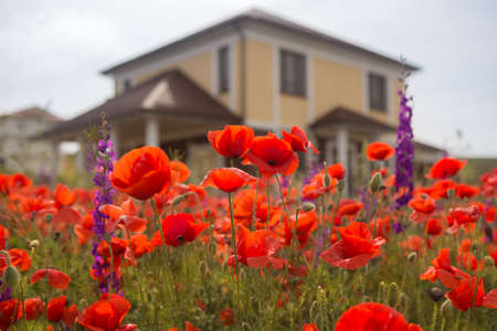 Beautiful red poppies in the lawns in front of the houseの写真素材