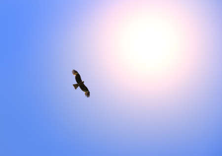 Eagle fly in the blue sky against the background of the sun in the afternoon
