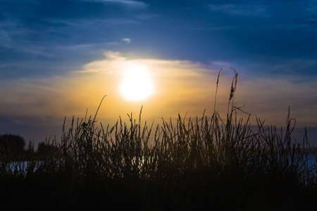Beautiful sunset over tall grass in blue skyの写真素材