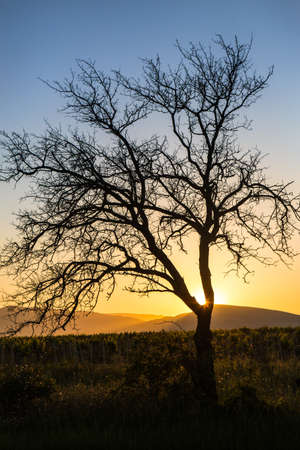 Beautiful tree in the sun by the side of the roadの写真素材