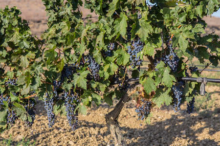 Ripe Bunches Grapes Grape Vine Summer Dayの写真素材