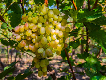 Ripe Bunches Grapes Grape Vine Summer Dayの写真素材