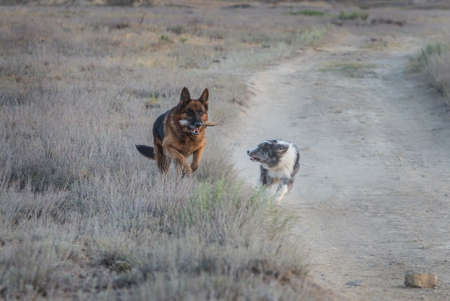 German shepherd dog and border collie playing with stick on the fieldの写真素材