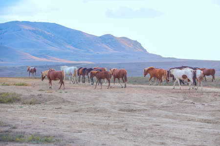 herd of horses moves in a field along a dirt road in a mountainous areaの写真素材