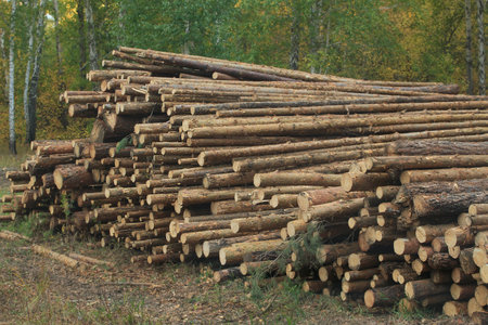 Pine logs in the forest in summer close-upの写真素材