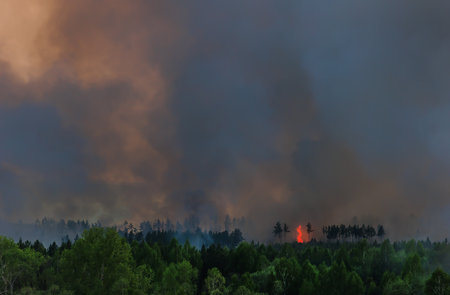 Forest fire with smoke and open fireの写真素材