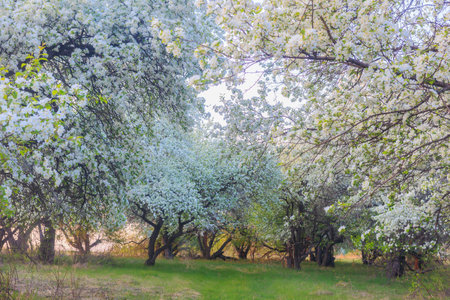Blossoming apple trees at sunset in springの写真素材