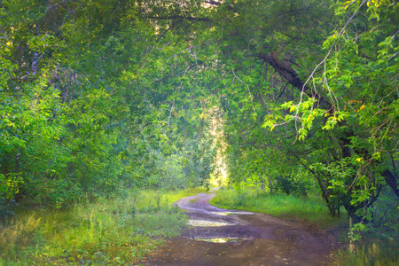 Scenery. Dirt road in the forest after rain.の写真素材