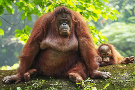 The Bornean orangutan (Pongo pygmaeus) is a species of orangutan native to the island of Borneo.