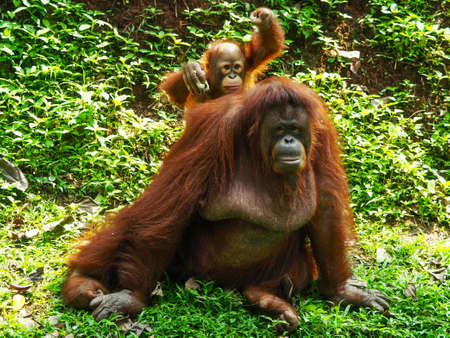 The Bornean orangutan (Pongo pygmaeus) is a species of orangutan native to the island of Borneo.の写真素材