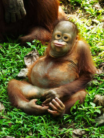 The Bornean orangutan (Pongo pygmaeus) is a species of orangutan native to the island of Borneo.の写真素材