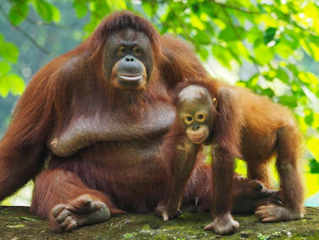 The Bornean orangutan (Pongo pygmaeus) is a species of orangutan native to the island of Borneo.の写真素材