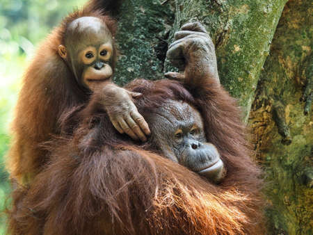 The Bornean orangutan (Pongo pygmaeus) is a species of orangutan native to the island of Borneo.の写真素材