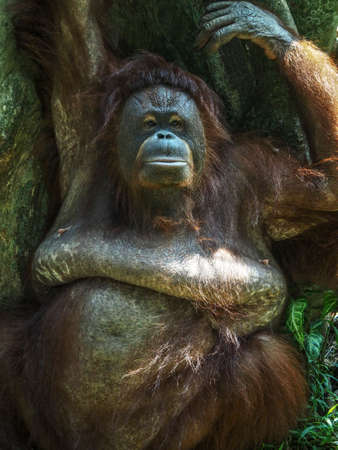 The Bornean orangutan (Pongo pygmaeus) is a species of orangutan native to the island of Borneo.の写真素材