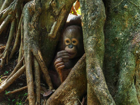 The Bornean orangutan (Pongo pygmaeus) is a species of orangutan native to the island of Borneo.の写真素材