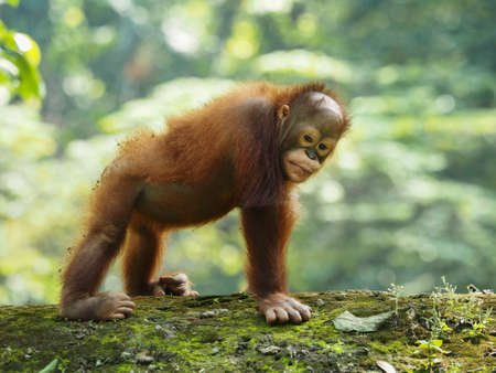 The Bornean orangutan (Pongo pygmaeus) is a species of orangutan native to the island of Borneo.の写真素材