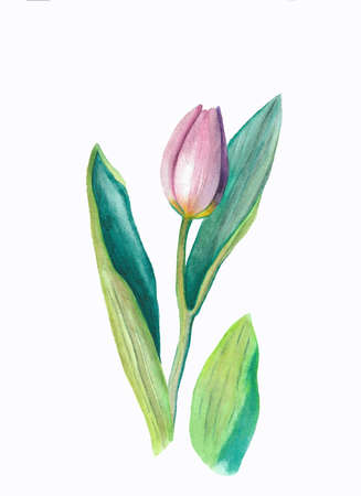 watercolor drawing pink tulip on white backgroundの写真素材