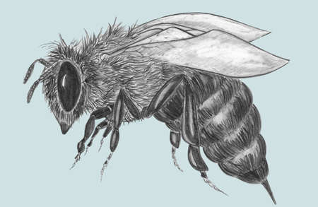 pencil bee on blue backgroundの写真素材