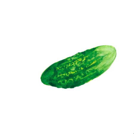 watercolor one cucumber on white backgroundの写真素材