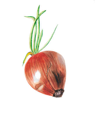 watercolor onion isolated on white backgroundの写真素材