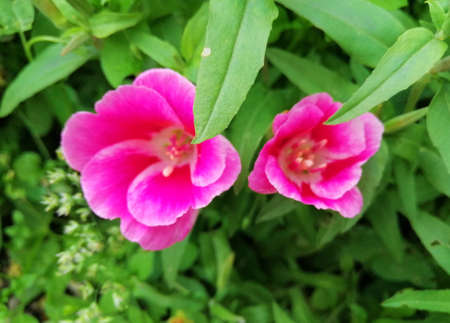 light pink flower. copy and spaceの写真素材