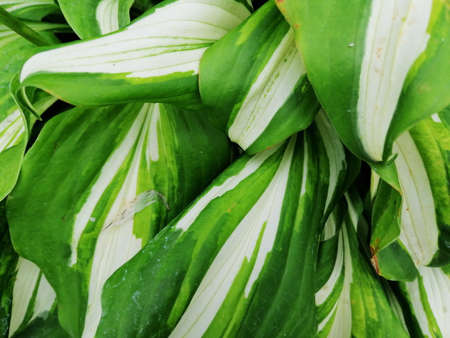 shot of texture green white leaves of plantの写真素材