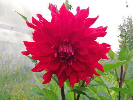 Dahlia flower. Red flower. copy and spaceの写真素材