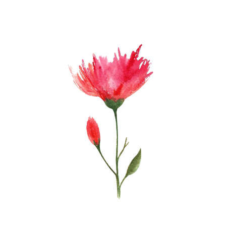 Watercolor red flower with leavesの写真素材