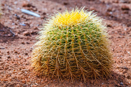Cactus landscape. Cactus Mexico. Cactus field. Cactus garden. Cactus flower. Cactus desert. の写真素材