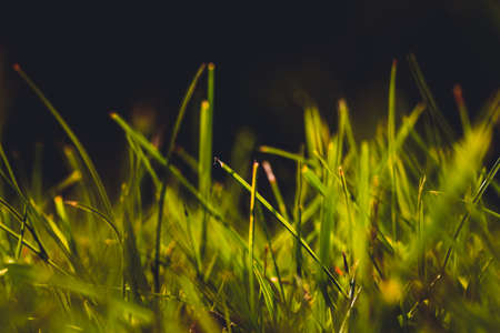 Abstract natural grass background in sunset
