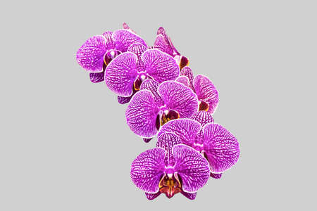 Phalaenopsis Orchids in Thailand, Asian isolate black backgroundの写真素材