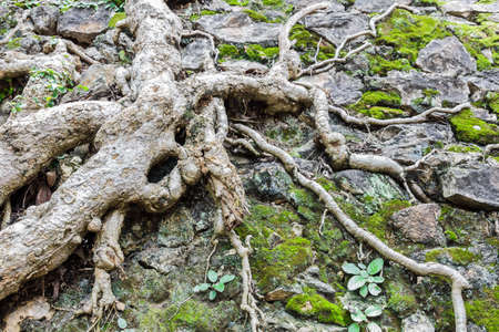 tree roots with moss background  on floor の写真素材