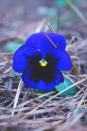 A lone pansyの写真素材