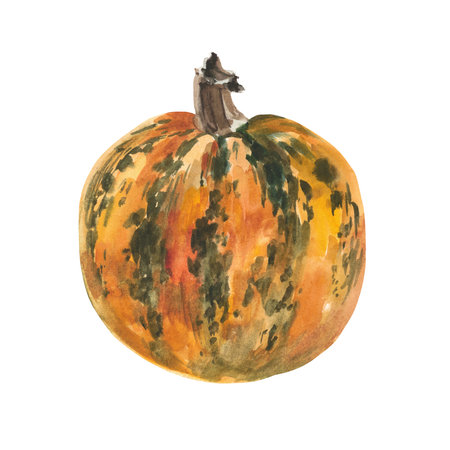Pumpkin on a white background. Hand-painted in watercolor. isolated object.の写真素材
