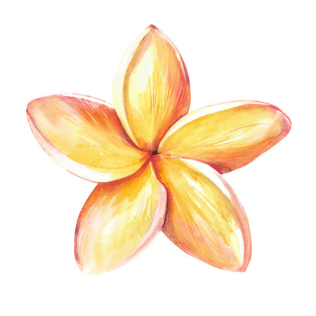 beautiful exotic white flower. Watercolor illustration on a white background.の写真素材