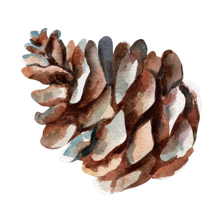 Brown pine cone. Watercolor illustration on a white background. Isolate.の写真素材
