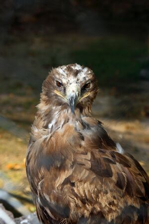 Steppe eagle Aquila rapax