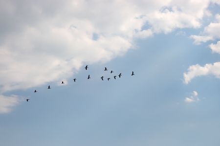 Birds are in sky