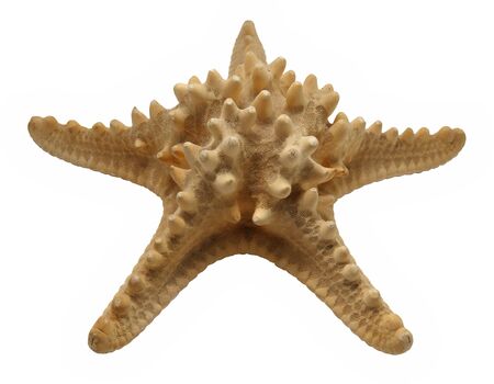 texture of starfish
