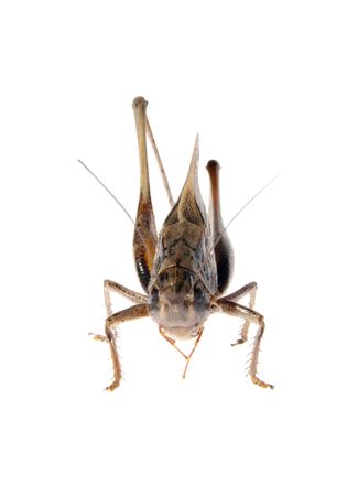 Grasshopper, Locusts on a white background. (Tettigonioidea), (Schistocerca gregaria), の写真素材
