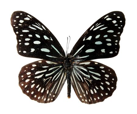 Butterfly on a white background, (Delias pasitho), (isolated)の写真素材